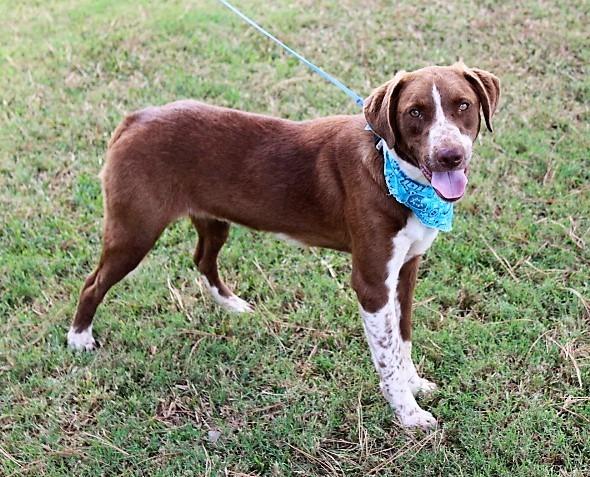 Ranger, a Adopted mixed breed in Arlington, TX image 2/5