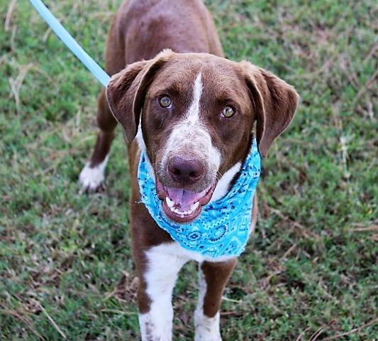Ranger, a Adopted mixed breed in Arlington, TX image 3/5