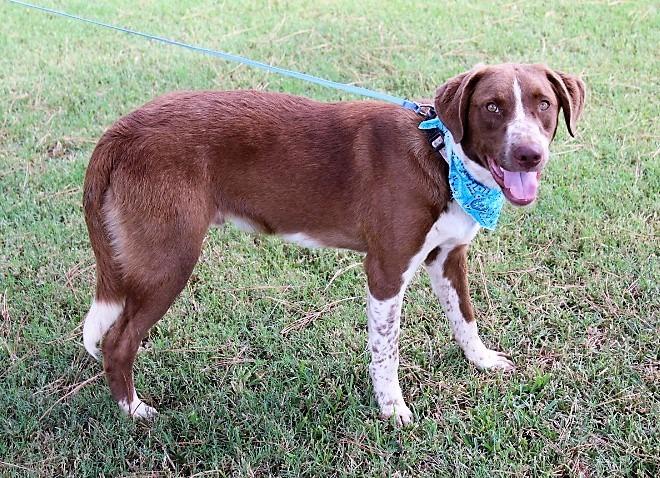 Ranger, a Adopted mixed breed in Arlington, TX image 4/5