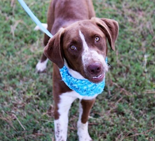 Ranger, a Adopted mixed breed in Arlington, TX image 5/5