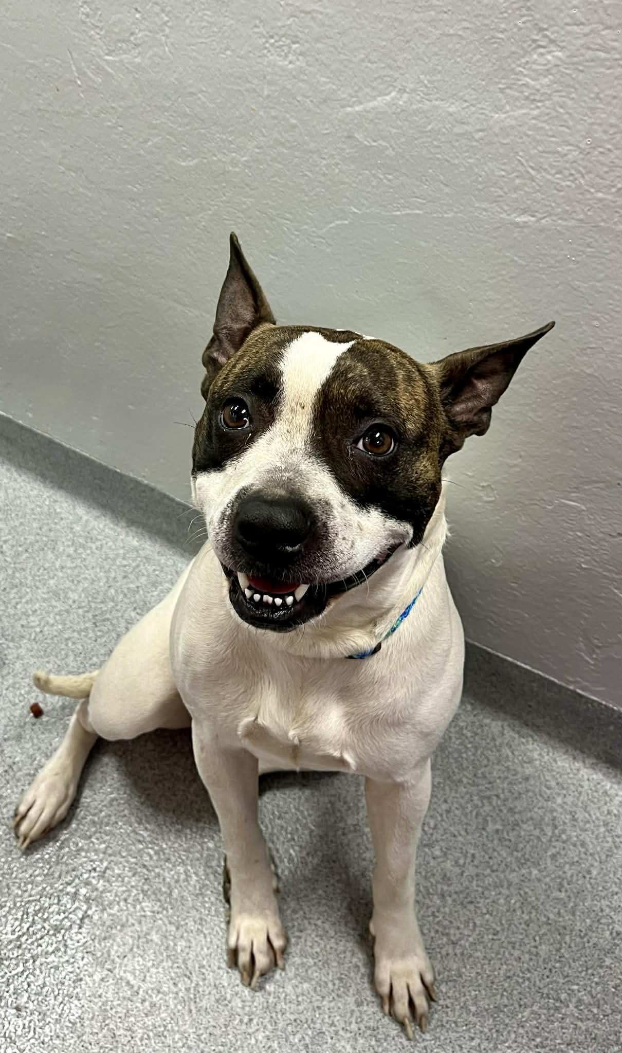 Diamond, Adoptable, Young Female Mixed Breed.