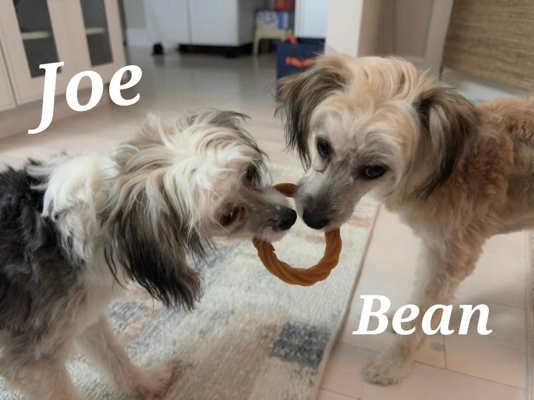 The Coffee Crew-Puppies! (New England)