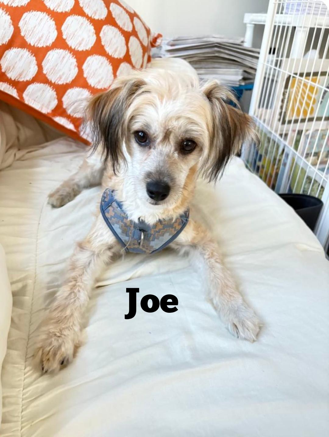 The Coffee Crew-Joe & Bean (New England)