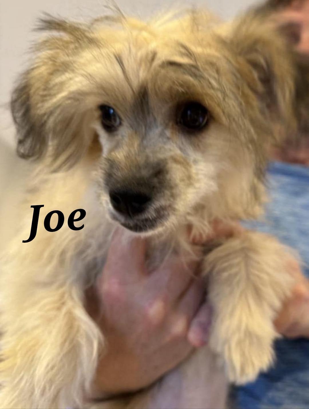 The Coffee Crew-Joe & Bean (New England), adopted, Puppy Male Chinese Crested Dog.