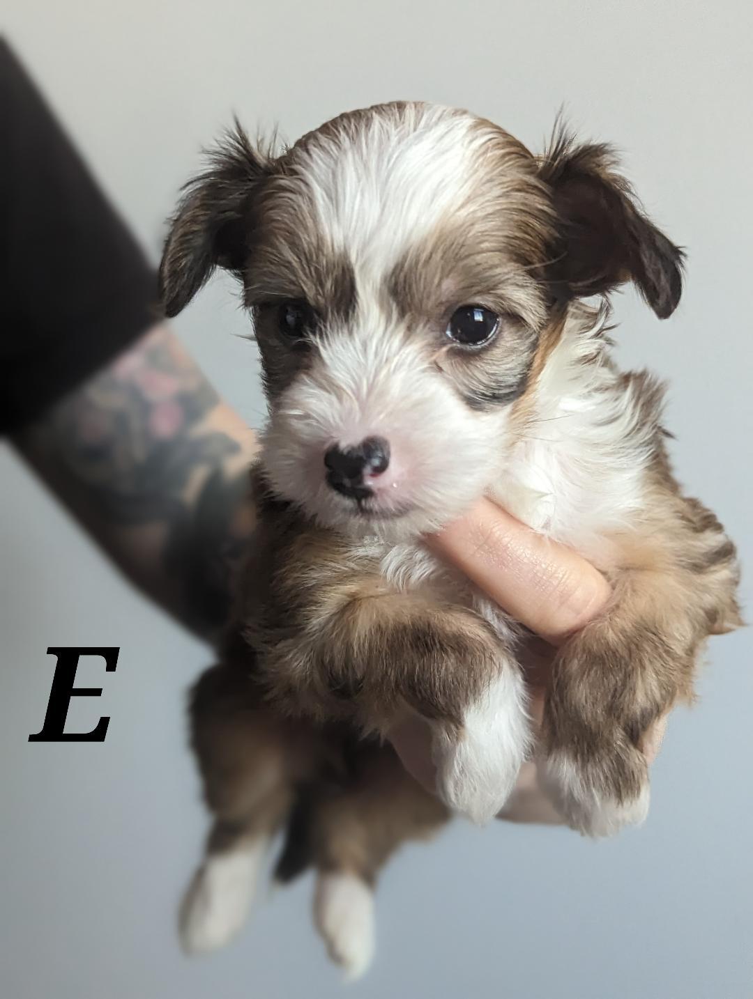 The Coffee Crew-Puppies! (New England)