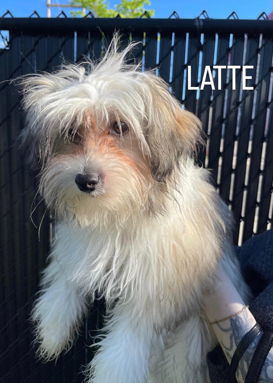 The Coffee Crew-Puppies! (New England), Baby Female unknown