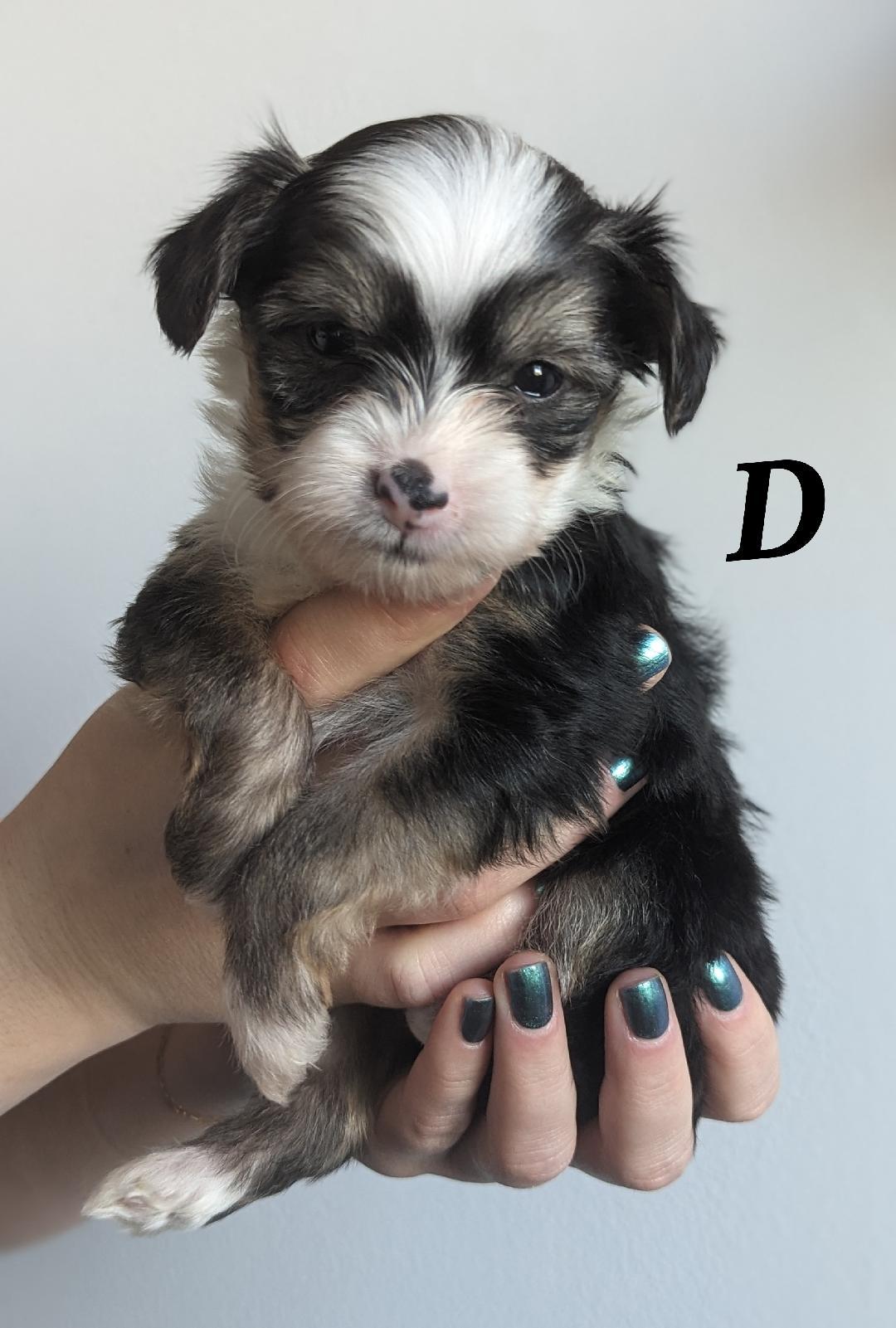 The Coffee Crew-Puppies! (New England) photo 4