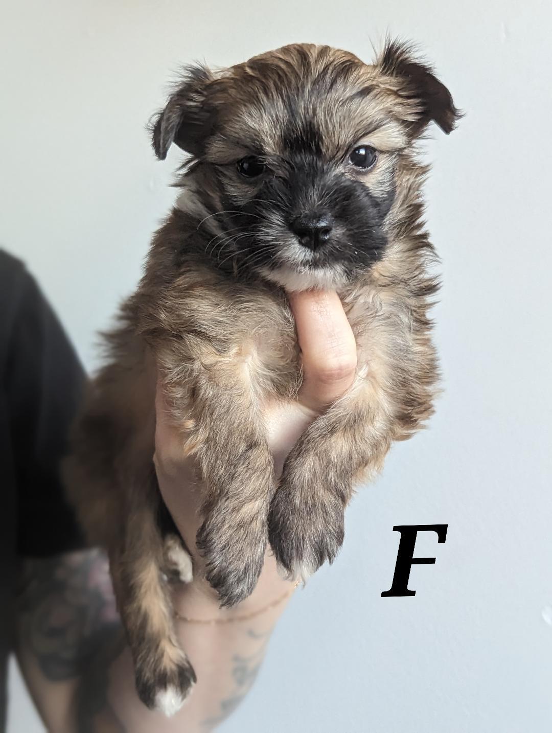 The Coffee Crew-Puppies! (New England) photo 5