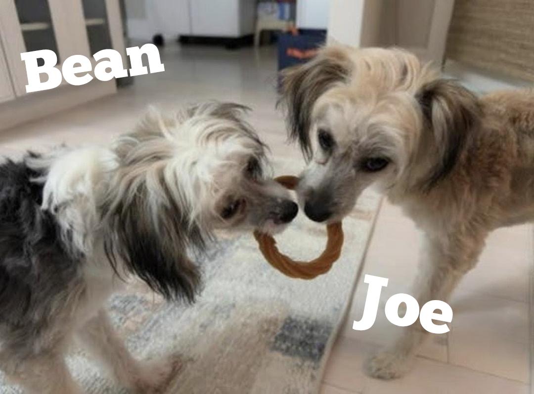 Enlarge The Coffee Crew-Joe & Bean (New England), an adopted Chinese Crested Dog in Gilford, NH image 1/5
