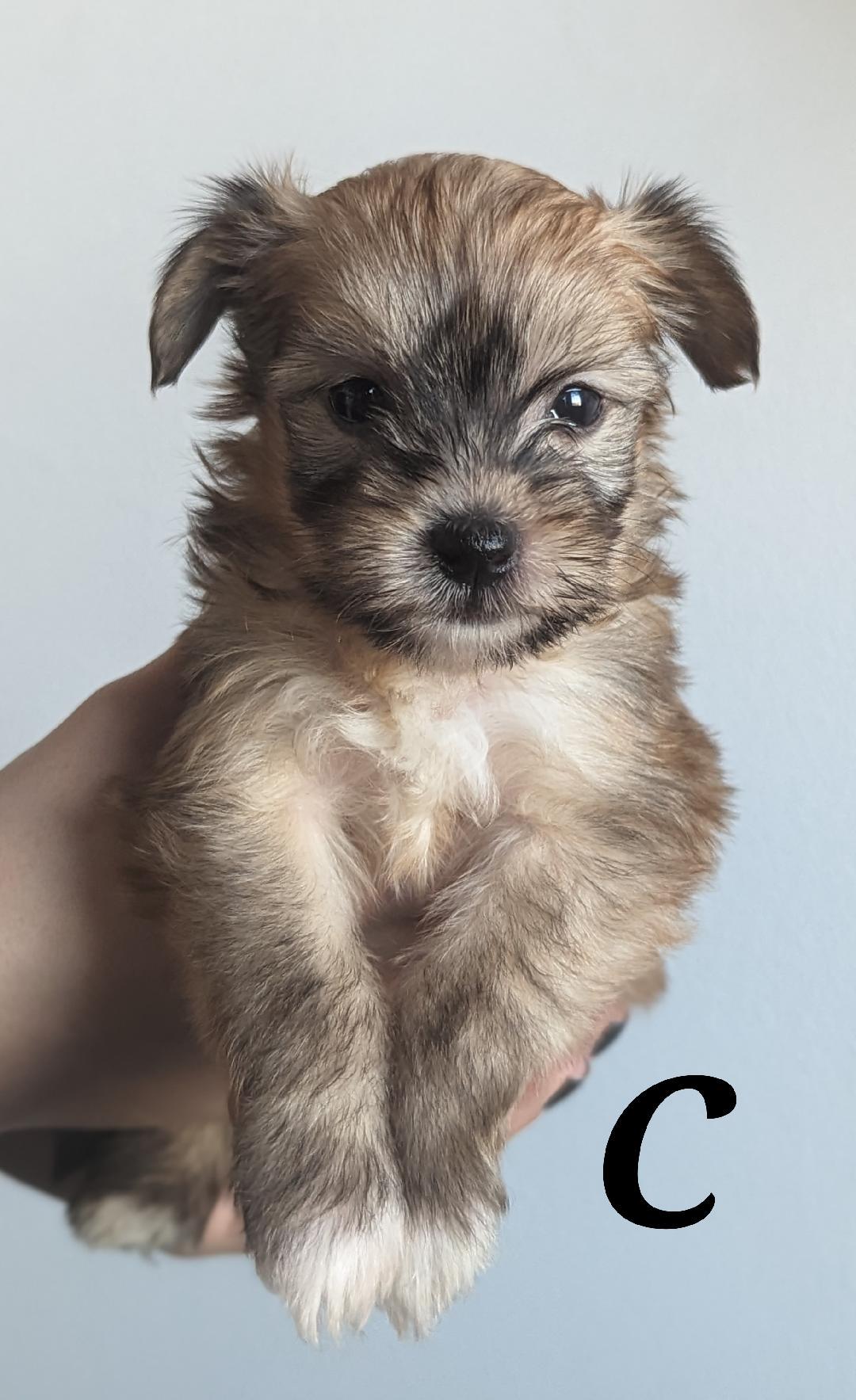 The Coffee Crew-Puppies! (New England) photo 3