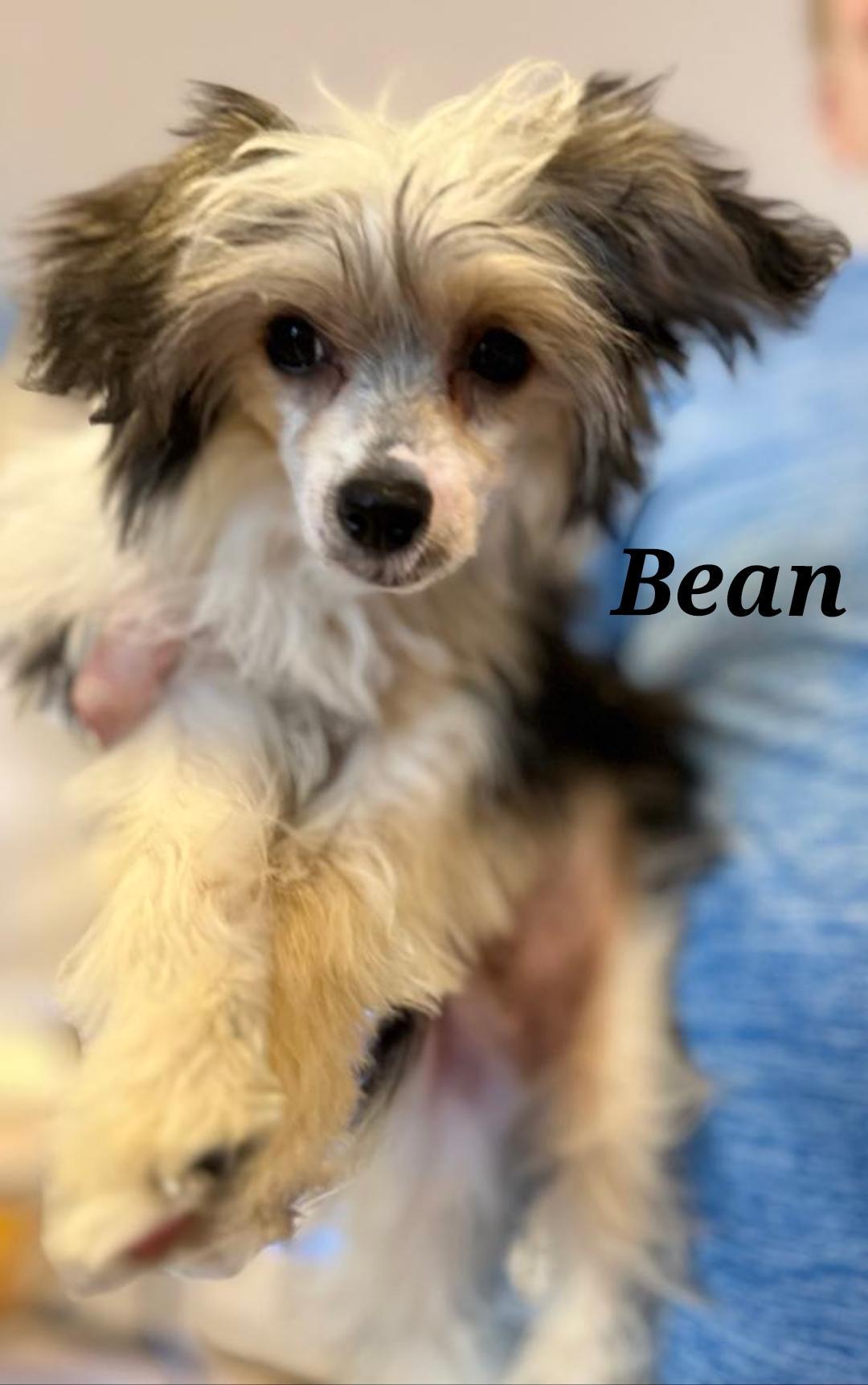 The Coffee Crew-Joe & Bean (New England)