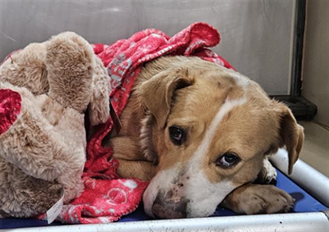 Carson — LONGTIME RESIDENT!, adopted, Adult Male Labrador Retriever.