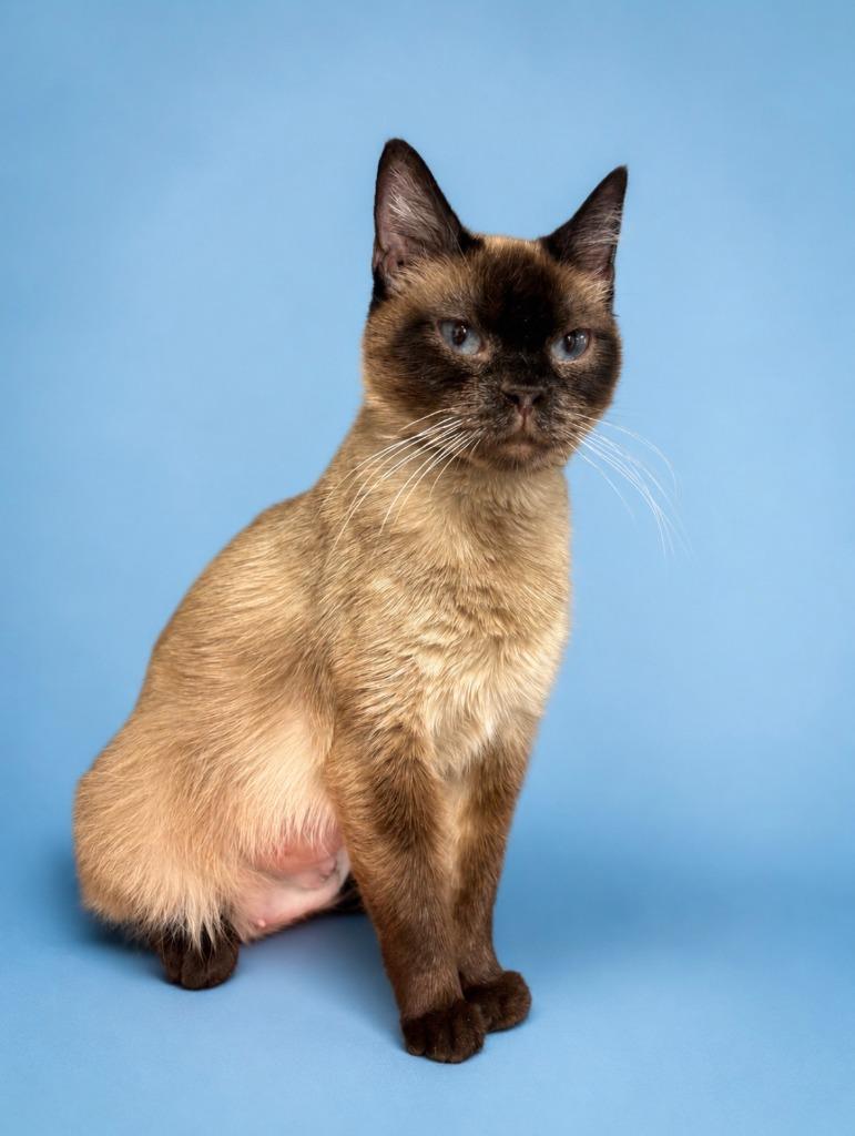 Helen, a Adoptable mixed breed in Rock Springs, WY image 1/2