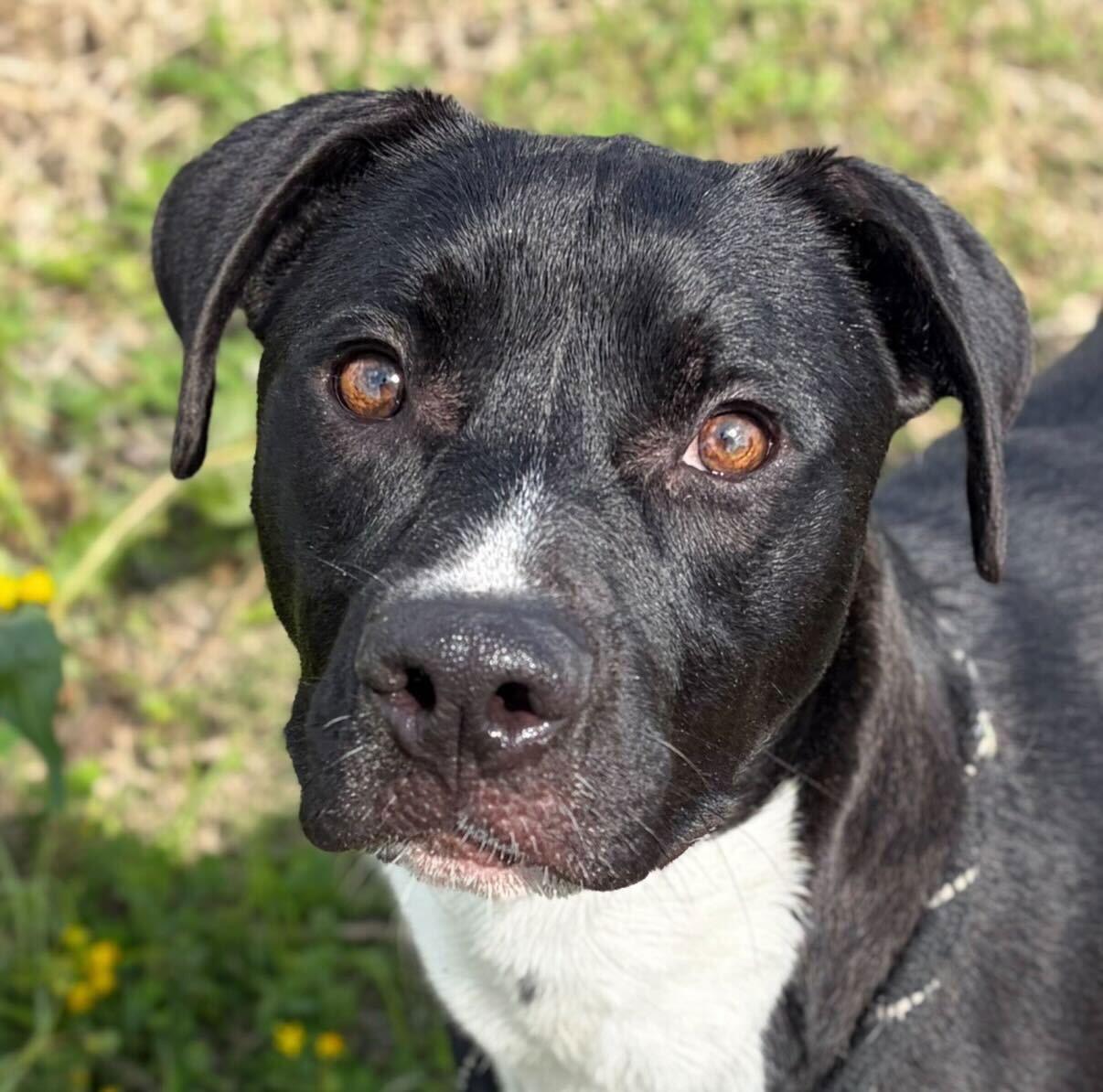 Costner, ADOPTABLE, Adult Male Labrador Retriever.