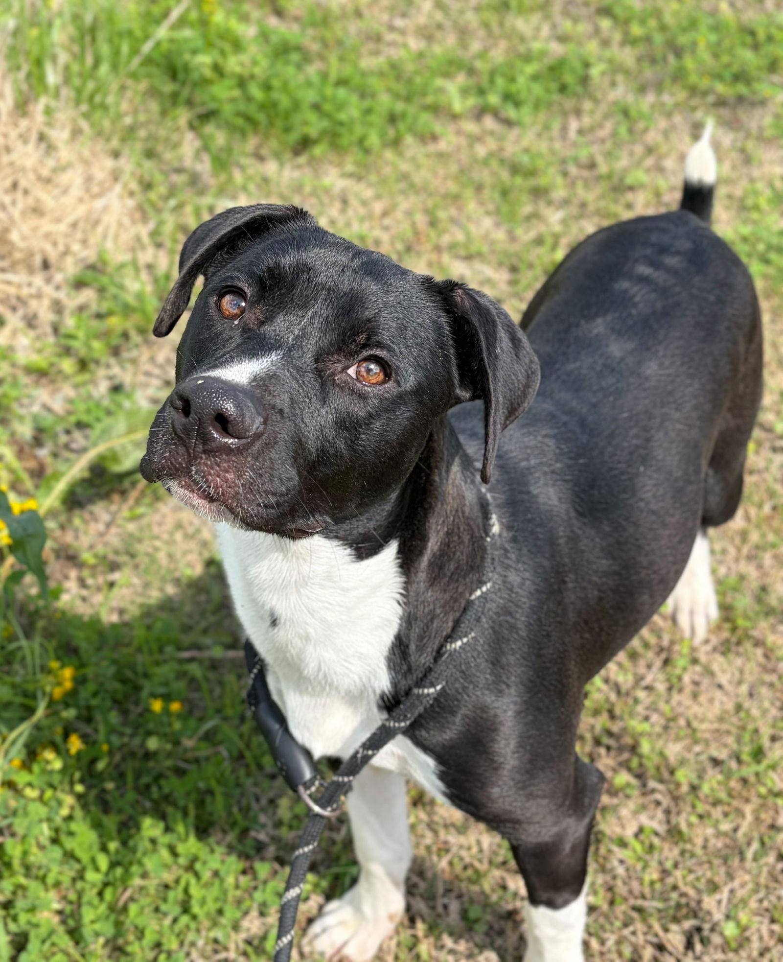 Enlarge Costner, a ADOPTABLE mixed breed in Jefferson, WI image 2/2