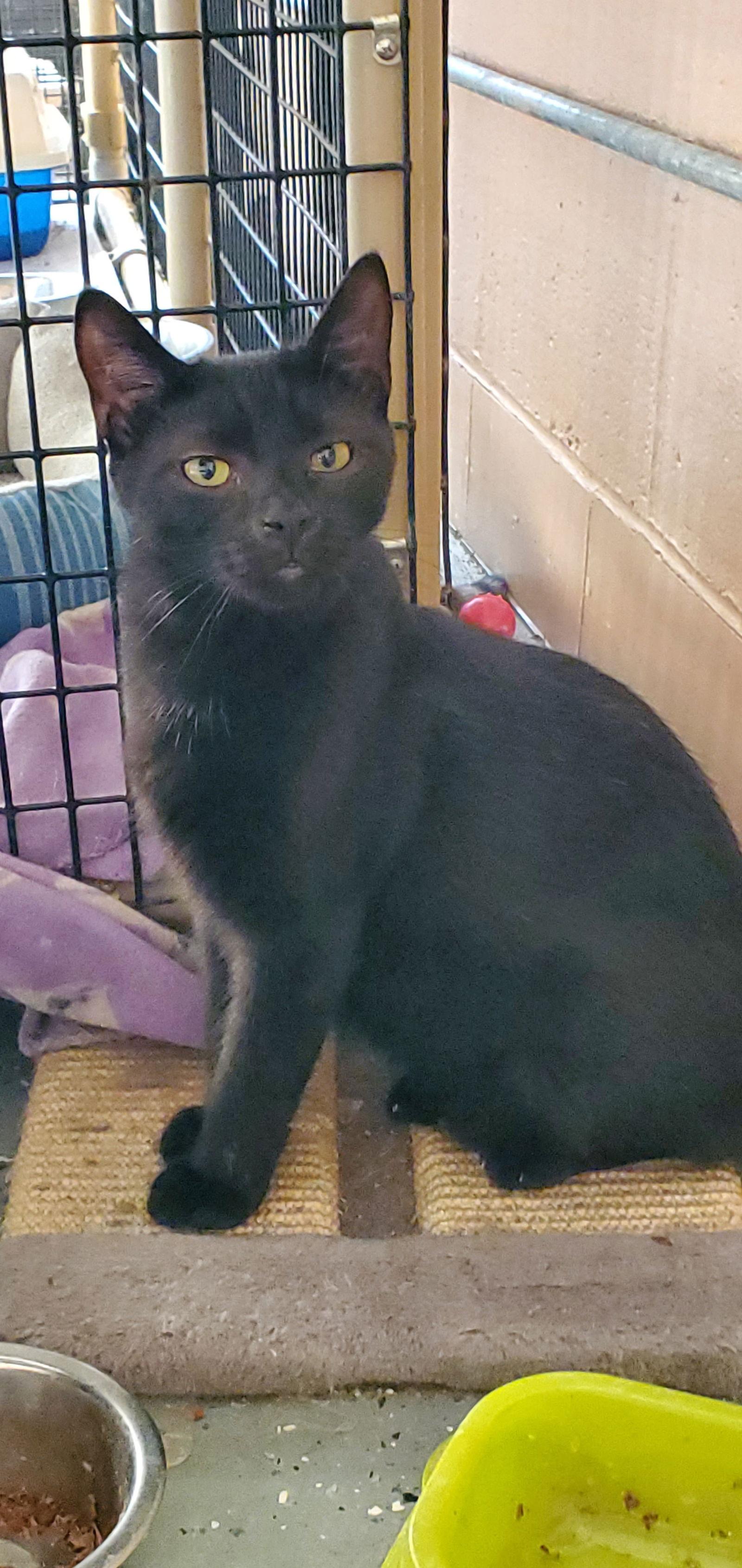 Enlarge Shadow, a Adoptable Domestic Short Hair in Boston, KY image 1/1
