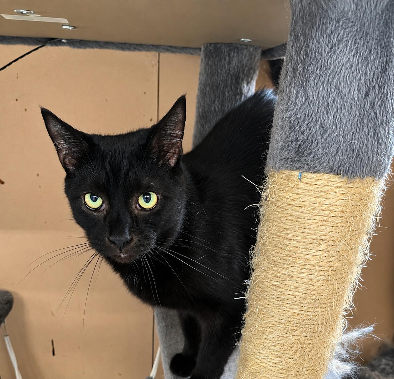 Shadow, Adoptable, Young Male Domestic Short Hair.