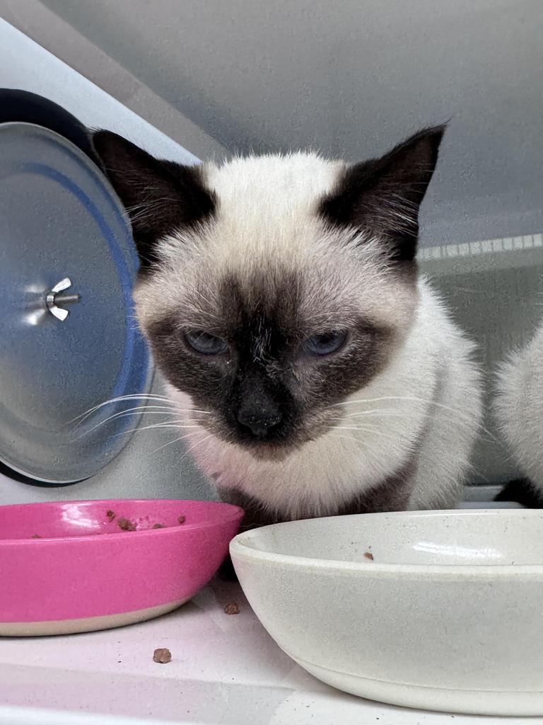 Enlarge Theodosia, a Adopted Siamese in Saint Paul, MN image 1/2