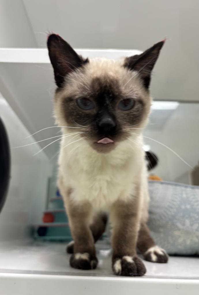 Enlarge Theodosia, a Adopted Siamese in Saint Paul, MN image 2/2