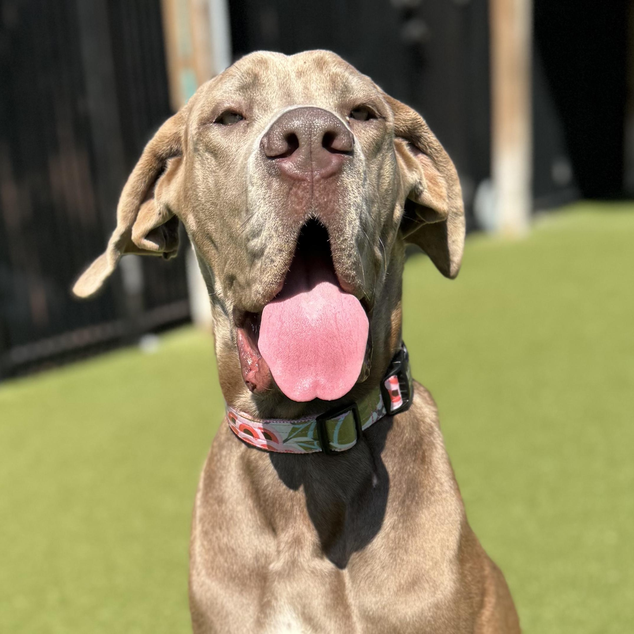 ROSIE, Adoptable, Adult Female Great Dane.