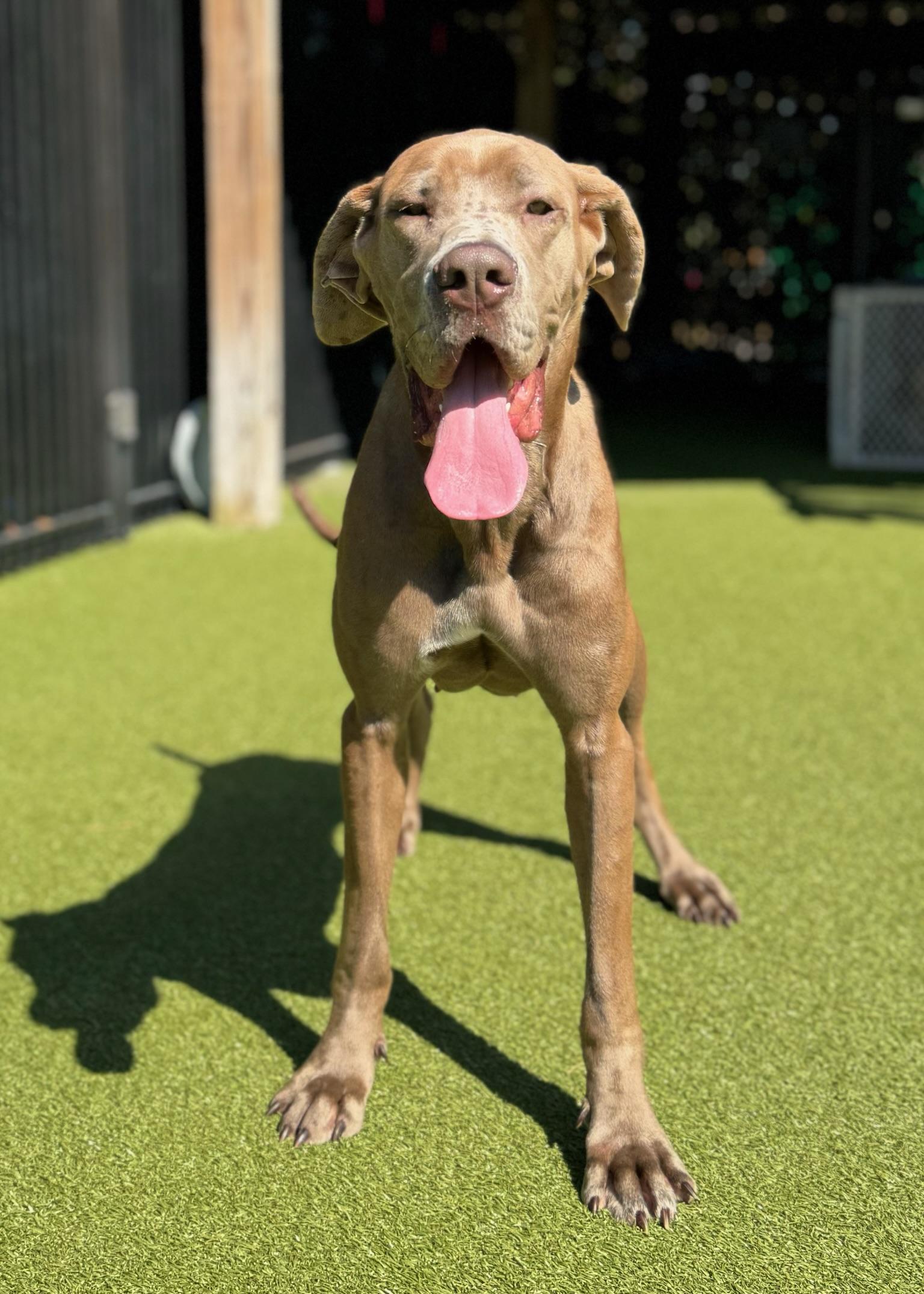 Enlarge Rosie, a Adoptable mixed breed in Ridgeland, SC image 1/4