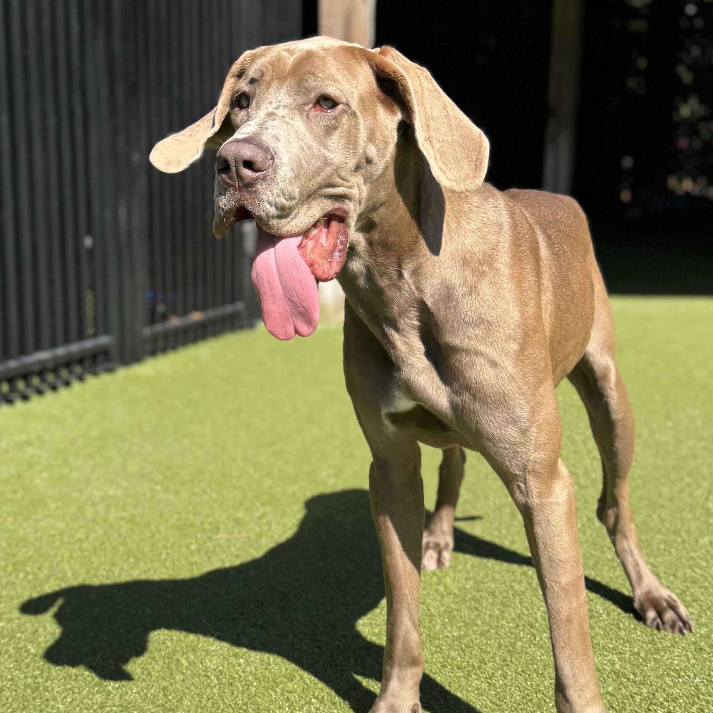 Enlarge ROSIE, a Adoptable mixed breed in Ridgeland, SC image 4/5