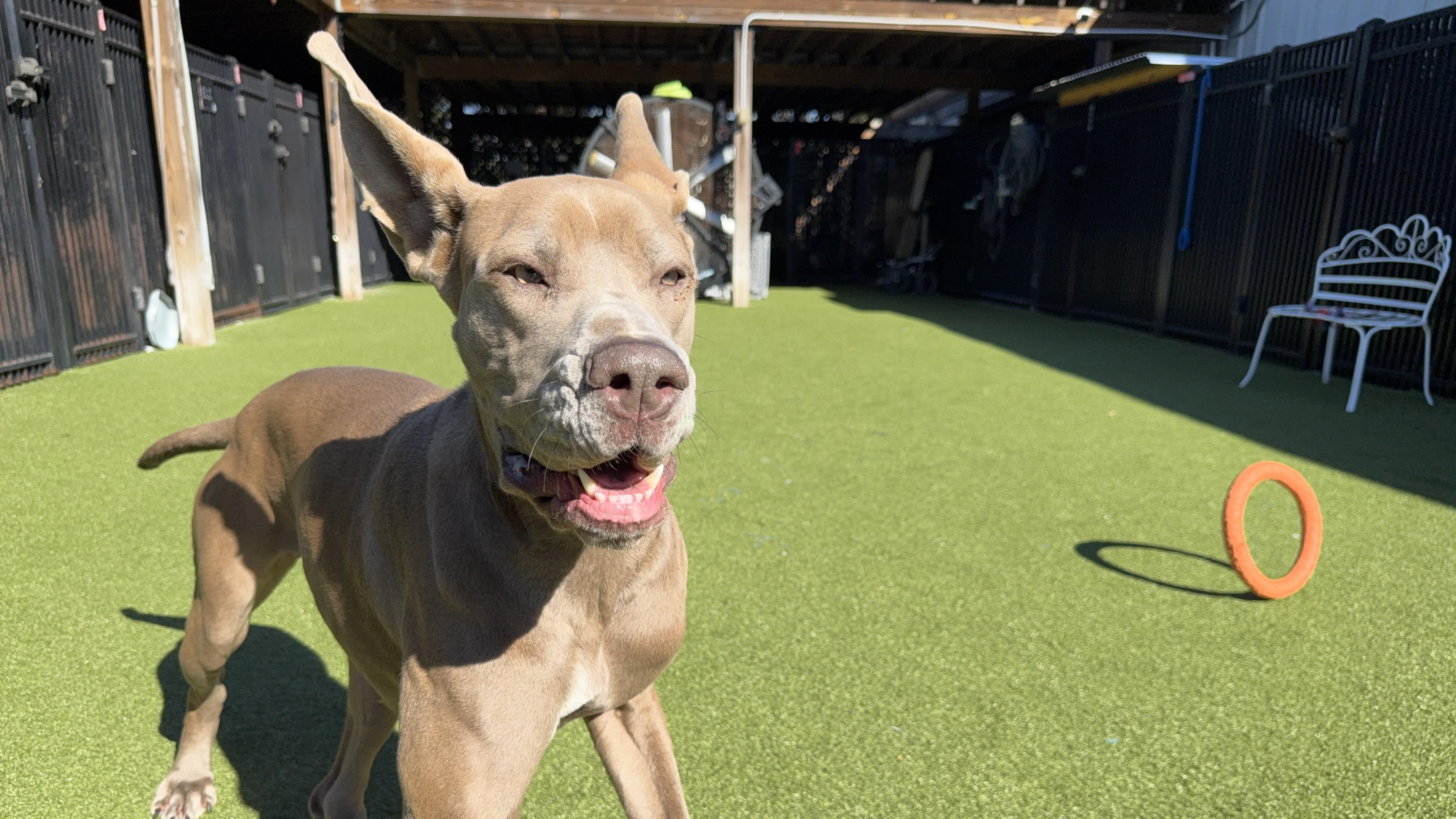 Enlarge ROSIE, a Adoptable mixed breed in Ridgeland, SC image 2/5