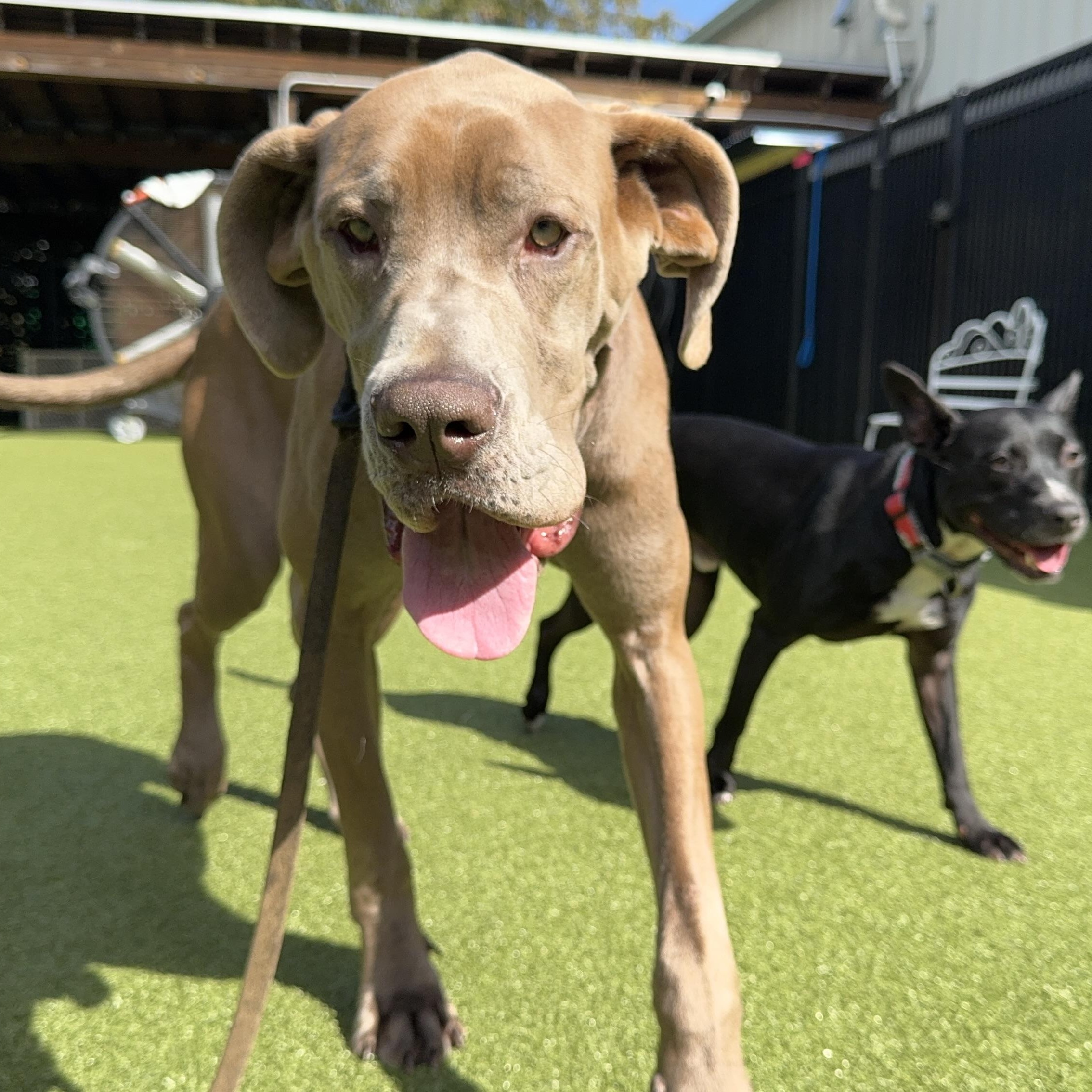 Enlarge ROSIE, a Adoptable mixed breed in Ridgeland, SC image 5/5