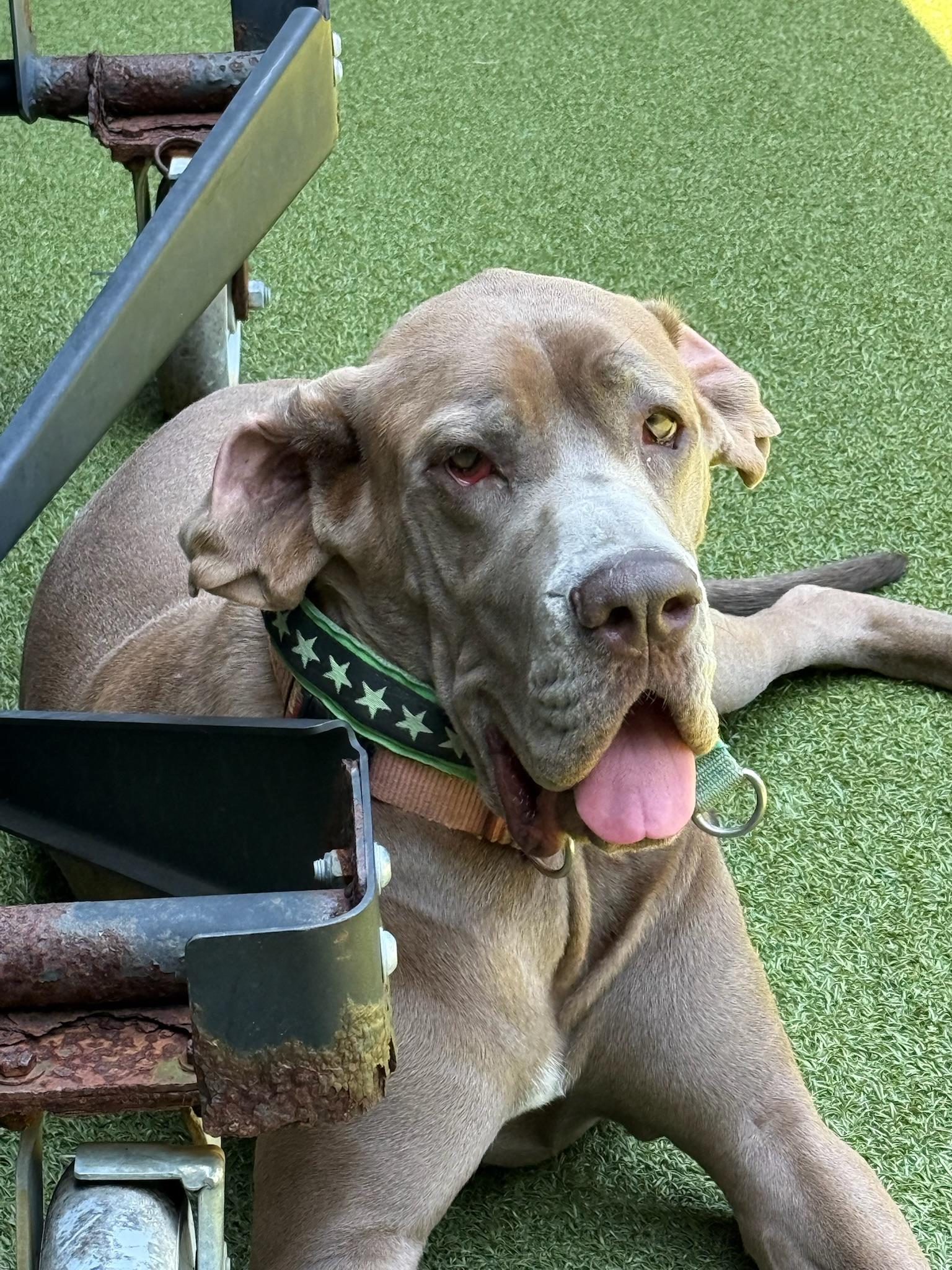 Enlarge Rosie, a Adoptable mixed breed in Ridgeland, SC image 3/4