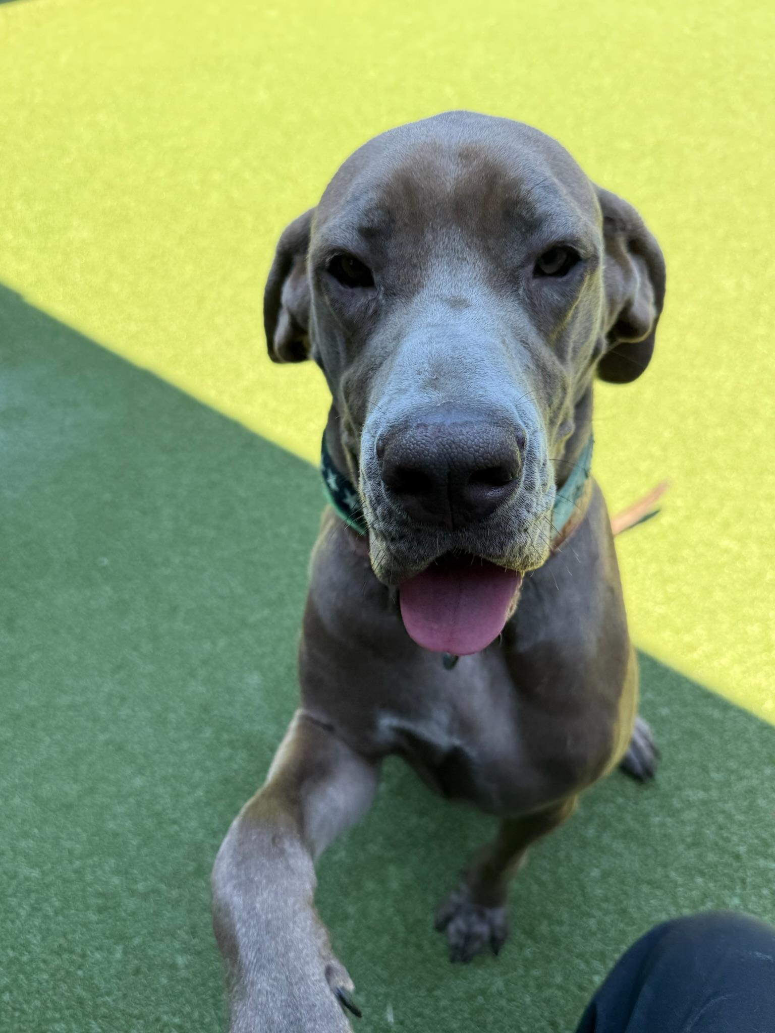 Enlarge Rosie, a Adoptable mixed breed in Ridgeland, SC image 4/4