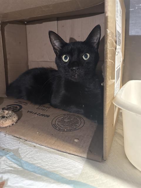 LADY M, Adoptable, Adult Female Domestic Short Hair.