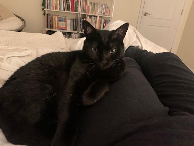 LADY M, Adoptable, Adult Female Domestic Short Hair.