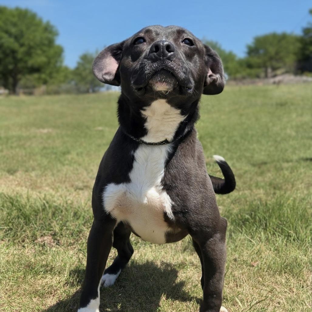 Jagger, Adoptable, Adult Male Terrier.