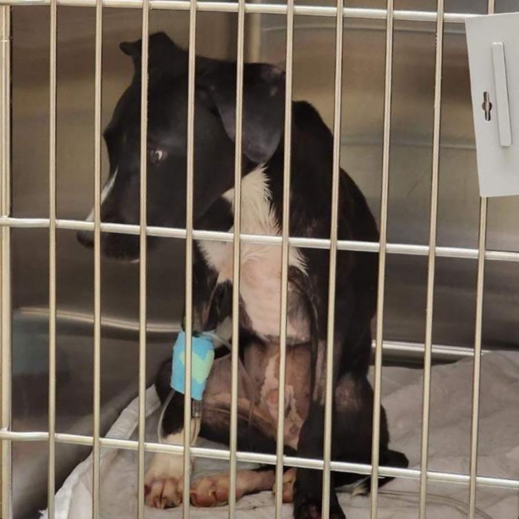 Enlarge Jagger, a Adoptable Terrier in Shelby, NC image 2/4