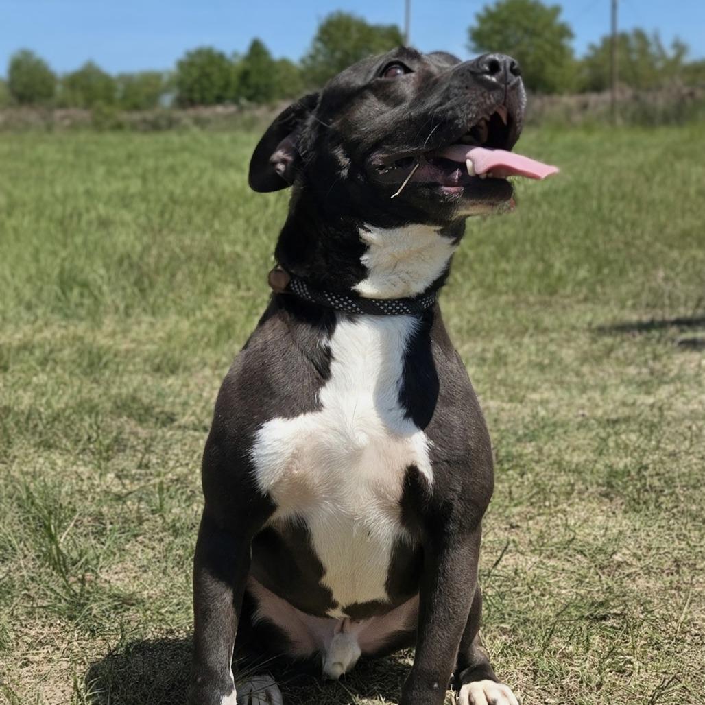 Enlarge Jagger, a Adoptable Terrier in Shelby, NC image 3/4