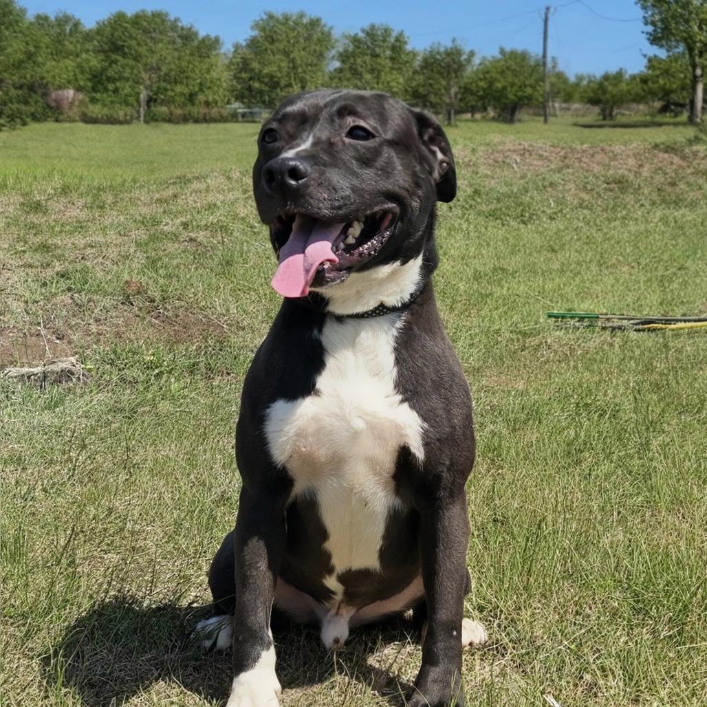 Enlarge Jagger, a Adoptable Terrier in Shelby, NC image 4/4