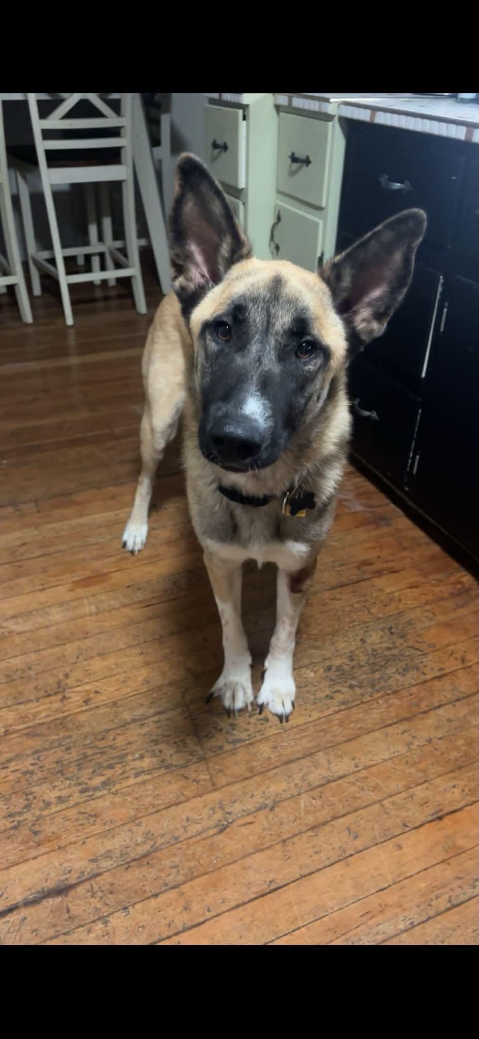 Enlarge Delta, an adopted mixed breed in Palatine, IL image 3/3