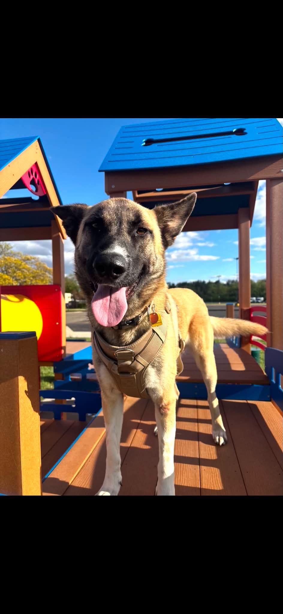 Enlarge Delta, an adopted mixed breed in Palatine, IL image 1/3
