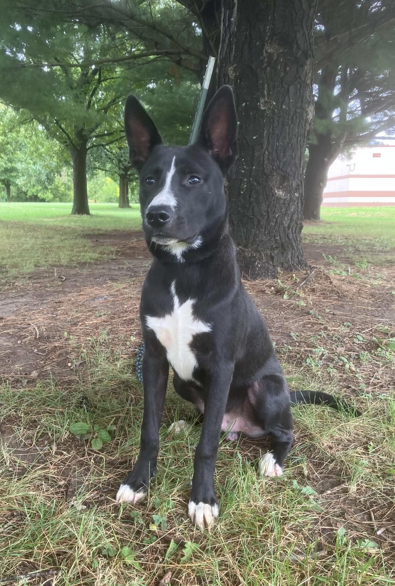 Enlarge Loki, a Adopted mixed breed in Springfield, IL image 2/4