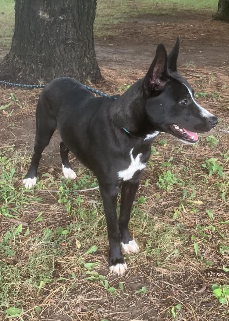 Enlarge Loki, a Adopted mixed breed in Springfield, IL image 4/4