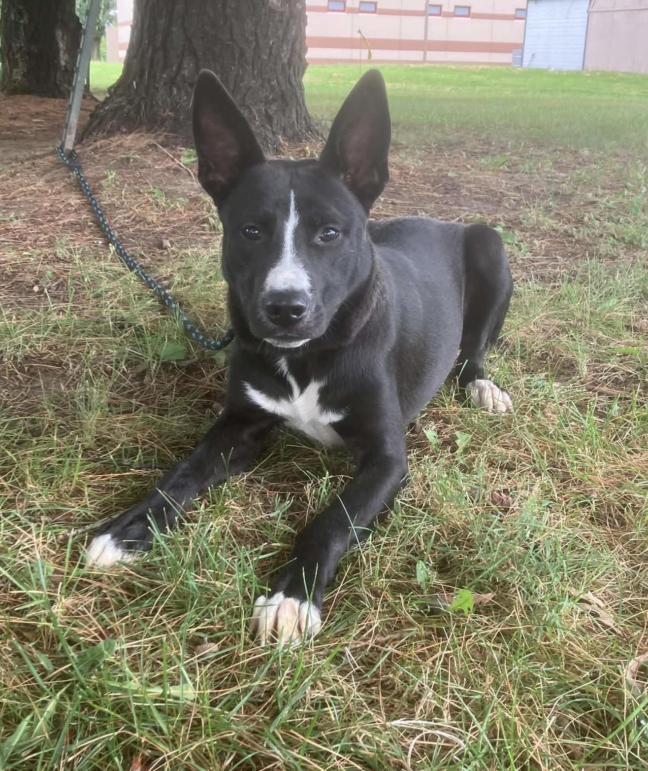 Enlarge Loki, a Adopted mixed breed in Springfield, IL image 3/4