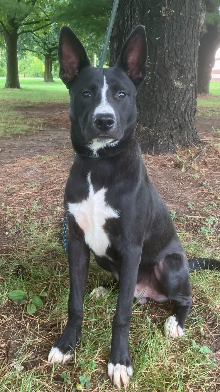 Enlarge Loki, a Adopted mixed breed in Springfield, IL image 1/4
