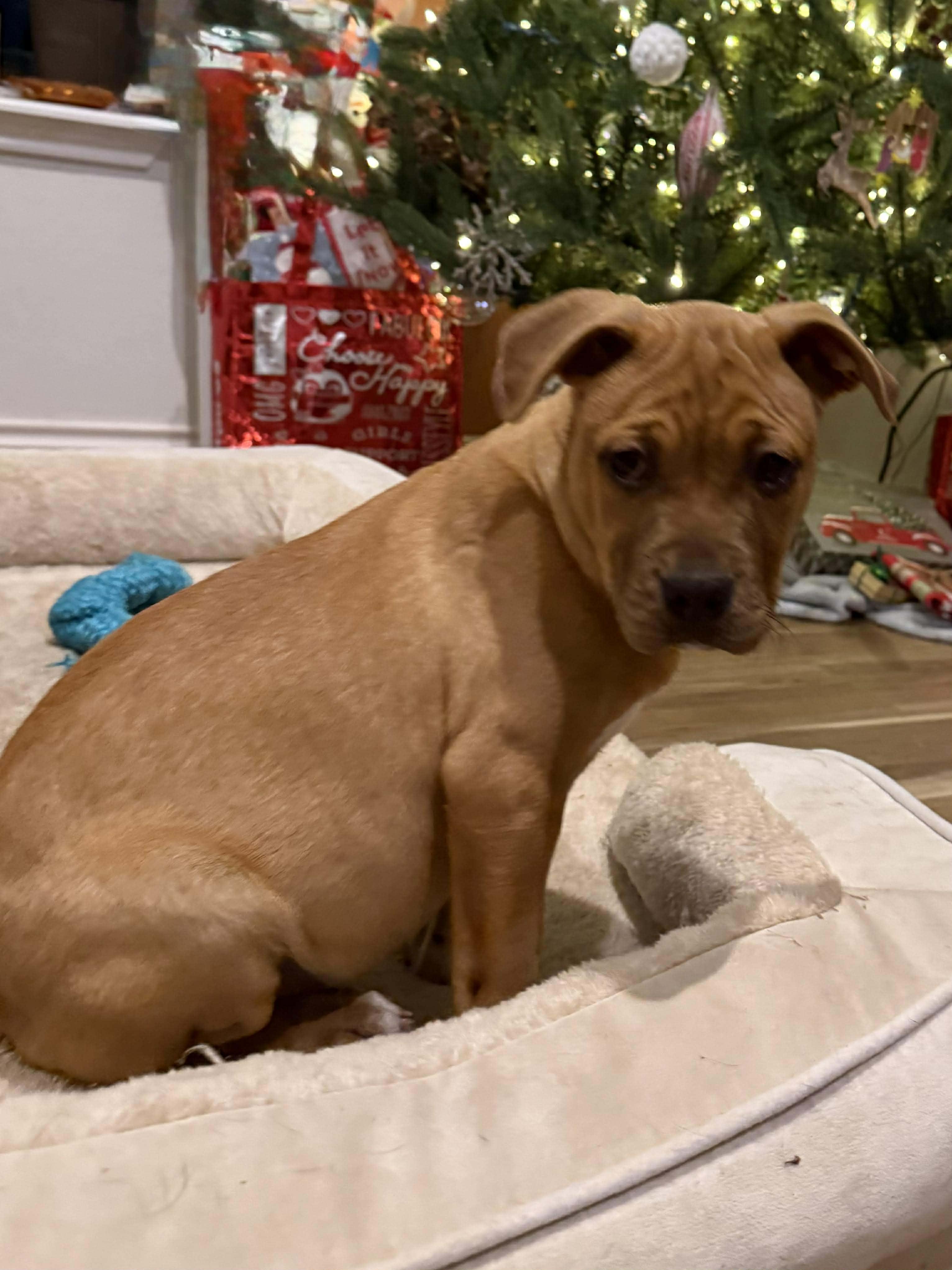Enlarge Buttercup, an adoptable mixed breed in Wichita Falls, TX image 1/3