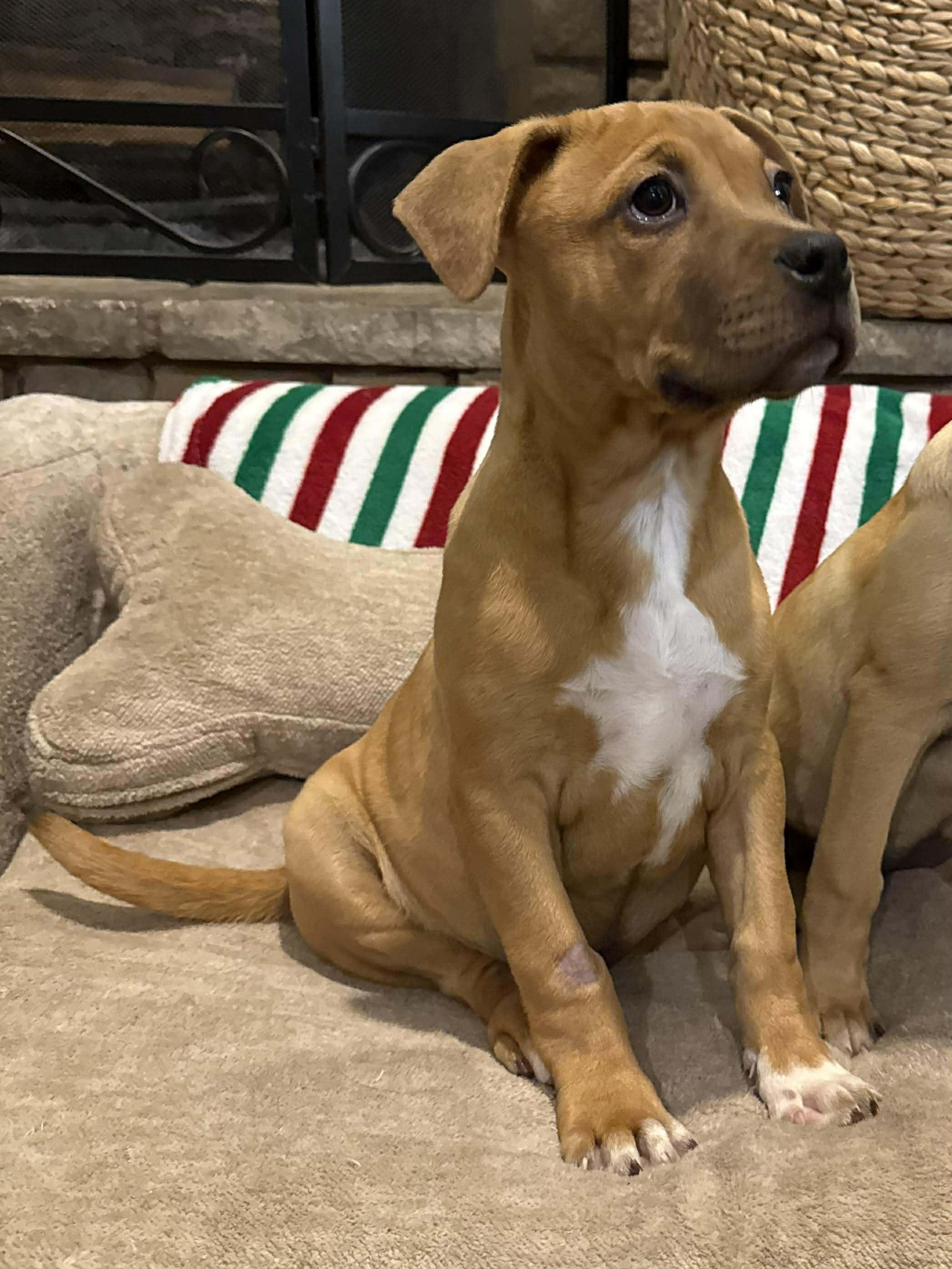 Enlarge Buttercup, an adoptable mixed breed in Wichita Falls, TX image 2/3