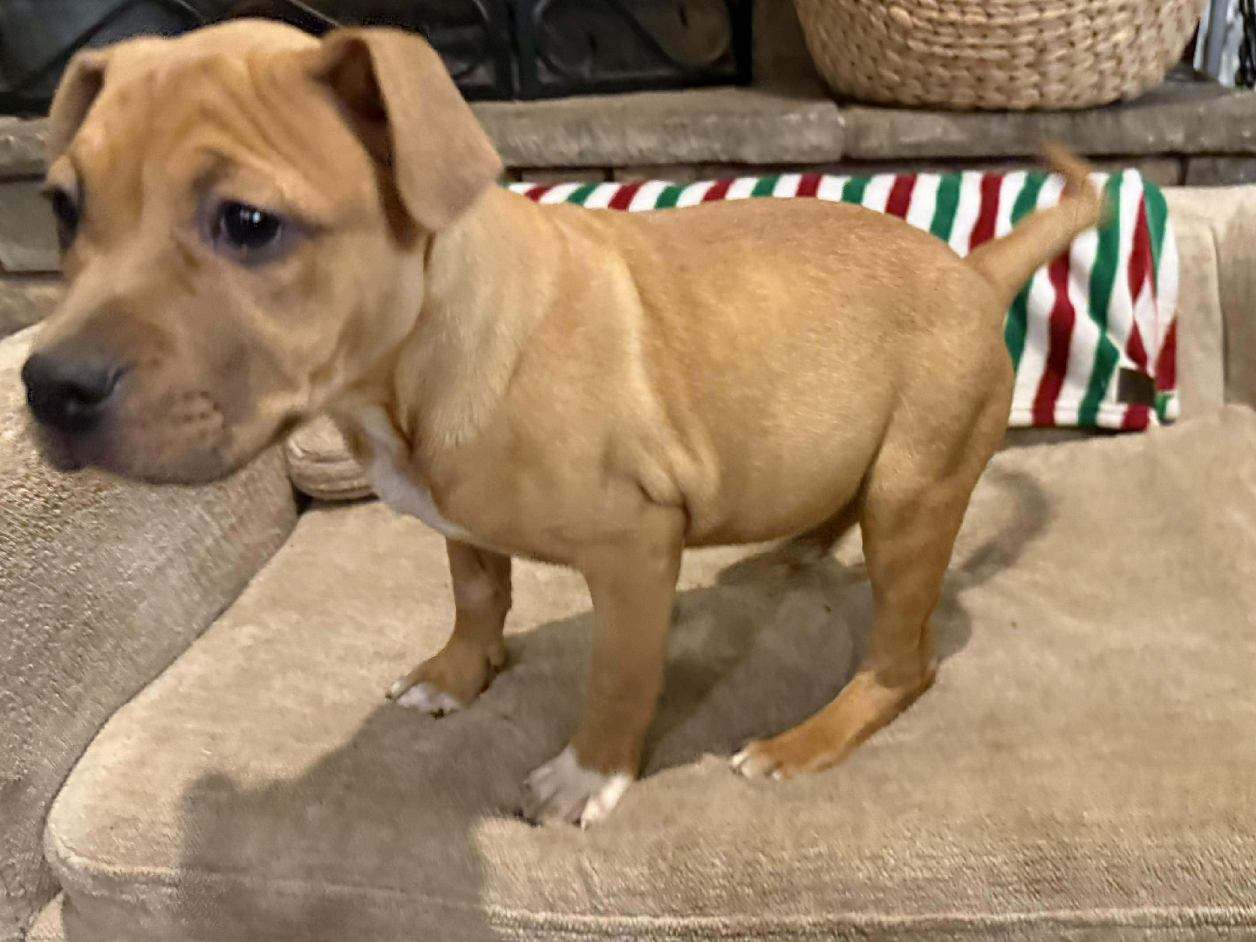 Enlarge Buttercup, an adoptable mixed breed in Wichita Falls, TX image 3/3
