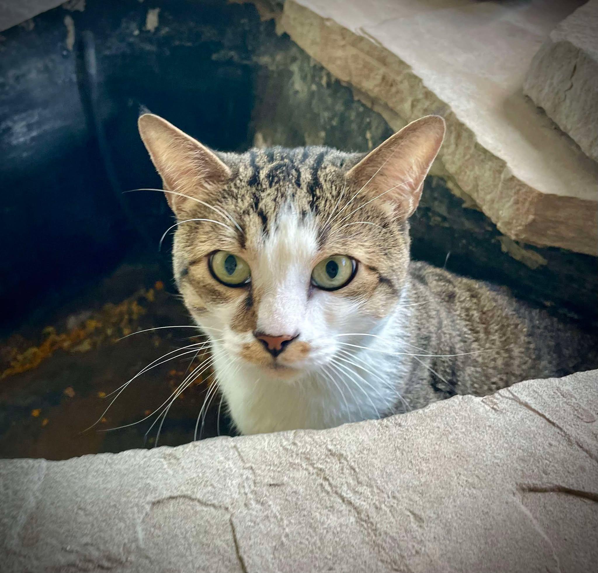 Tiramisu, Young Male Domestic Short Hair
