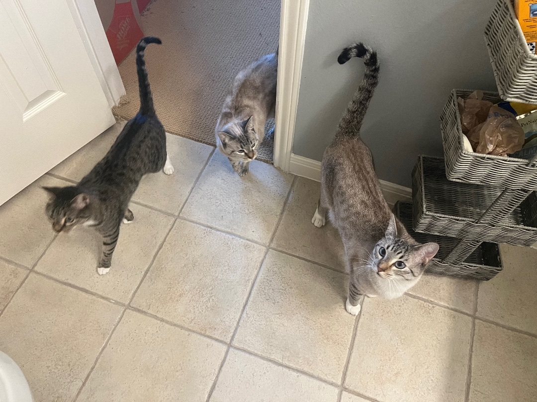 Scooby & Sophie & Marina - Bonded Trio, Adoptable, Adult Female Siamese.