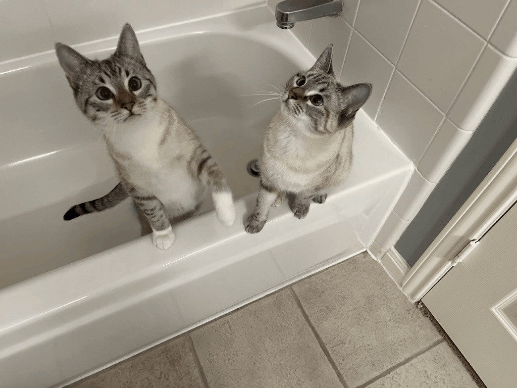 Enlarge Scooby & Sophie & Marina  - Bonded Trio, a Adoptable Siamese in Webster, TX image 2/5