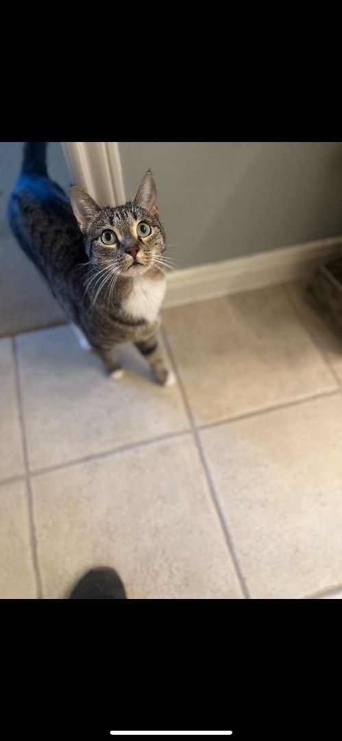 Enlarge Scooby & Sophie & Marina  - Bonded Trio, a Adoptable Siamese in Webster, TX image 5/5