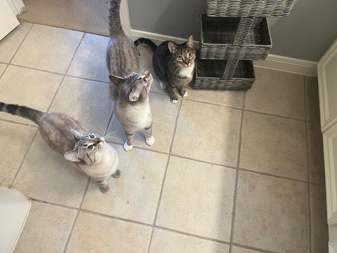 Enlarge Scooby & Sophie & Marina  - Bonded Trio, a Adoptable Siamese in Webster, TX image 3/5